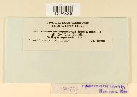 Coleosporium elephantopodis image