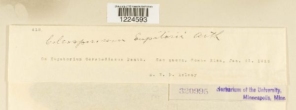 Coleosporium eupatorii image