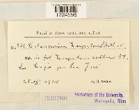 Coleosporium eupatorii image