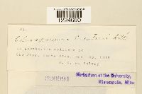 Coleosporium eupatorii image