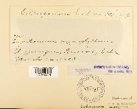 Coleosporium eupatorii image