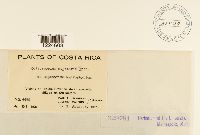 Coleosporium eupatorii image