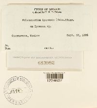 Coleosporium ipomoeae image