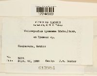 Coleosporium ipomoeae image