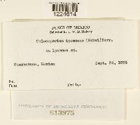 Coleosporium ipomoeae image