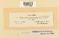 Coleosporium paraphysatum image