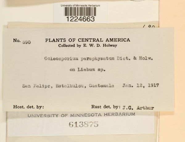 Coleosporium paraphysatum image