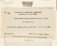 Image Associated With the Occurrence