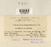 Coleosporium paraphysatum image