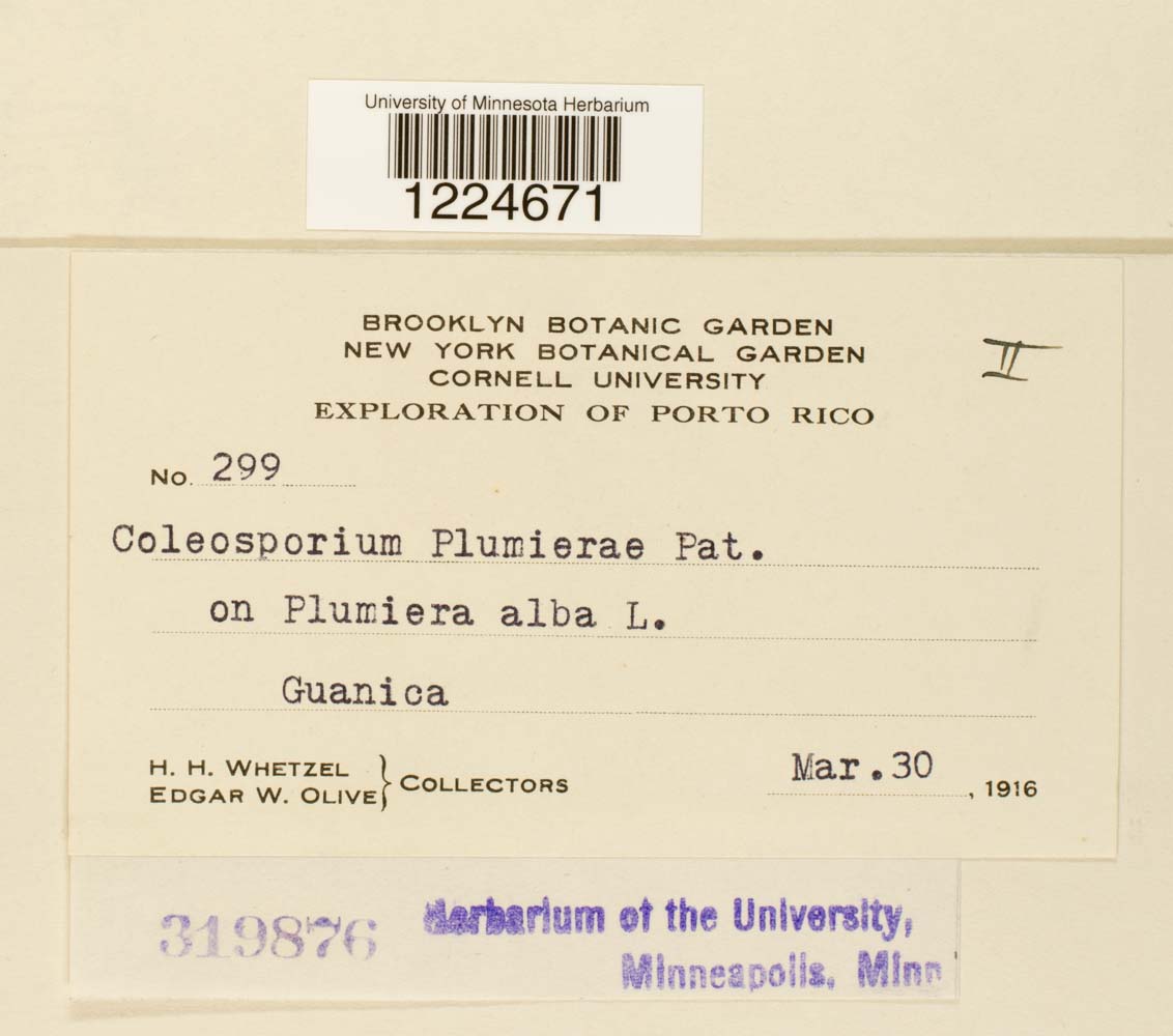 Coleosporium plumeriae image