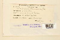 Coleosporium plumeriae image