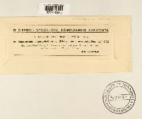 Coleosporium eupatorii image