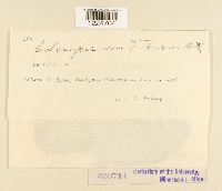 Coleosporium viburni image