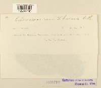 Coleosporium viburni image