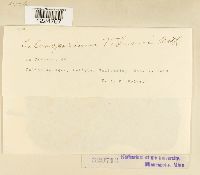 Coleosporium viburni image