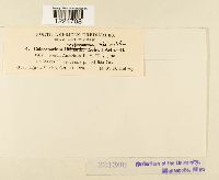 Coleosporium viburni image