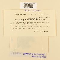 Coleosporium viguierae image