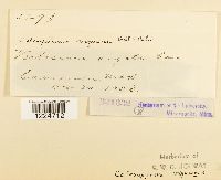 Coleosporium viguierae image