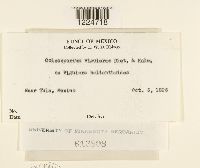 Coleosporium viguierae image