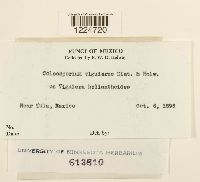 Coleosporium viguierae image