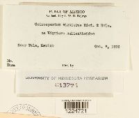 Coleosporium viguierae image