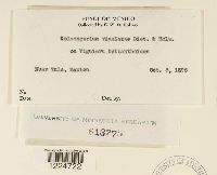 Coleosporium viguierae image