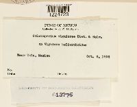 Coleosporium viguierae image