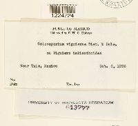 Coleosporium viguierae image