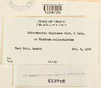 Coleosporium viguierae image