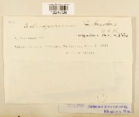 Coleosporium viguierae image