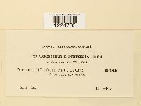 Coleosporium elephantopodis image