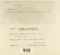 Coleosporium elephantopodis image