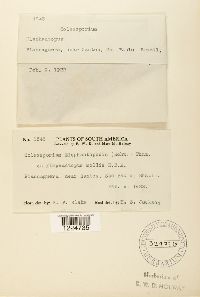 Coleosporium elephantopodis image