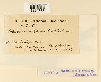 Coleosporium elephantopodis image