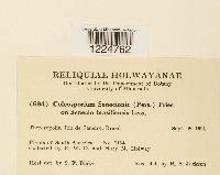 Thumbnail image of current specimen