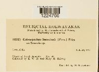 Image Associated With the Occurrence