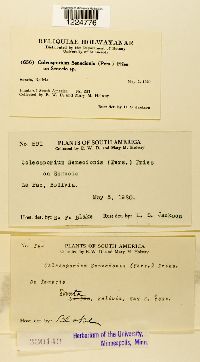 thumbnail image of current specimen