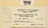 thumbnail image of current specimen