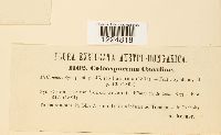 thumbnail image of current specimen
