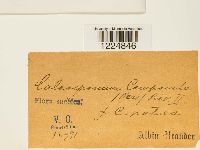 thumbnail image of current specimen