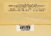 Thumbnail image of current specimen