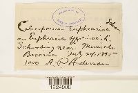 thumbnail image of current specimen