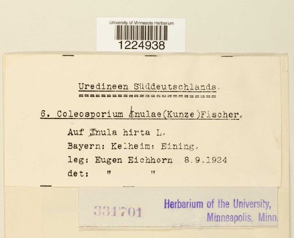 Coleosporium inulae image