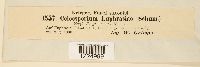thumbnail image of current specimen
