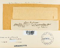Thumbnail image of current specimen