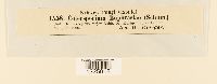 thumbnail image of current specimen