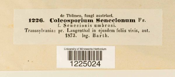 Coleosporium senecionum image