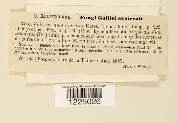 Coleosporium spiraeae image