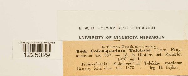 Coleosporium telekiae image