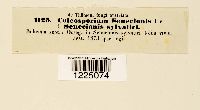 thumbnail image of current specimen